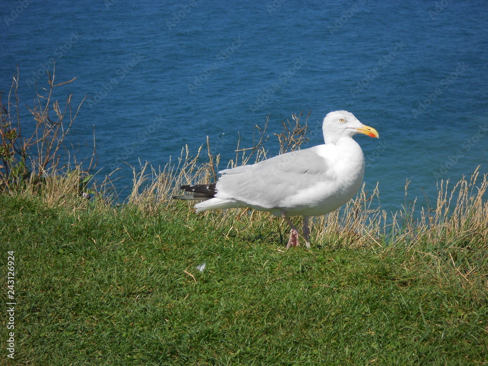 oiseau oiseau