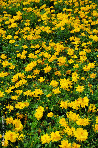 Field yellow flowers in garden for background