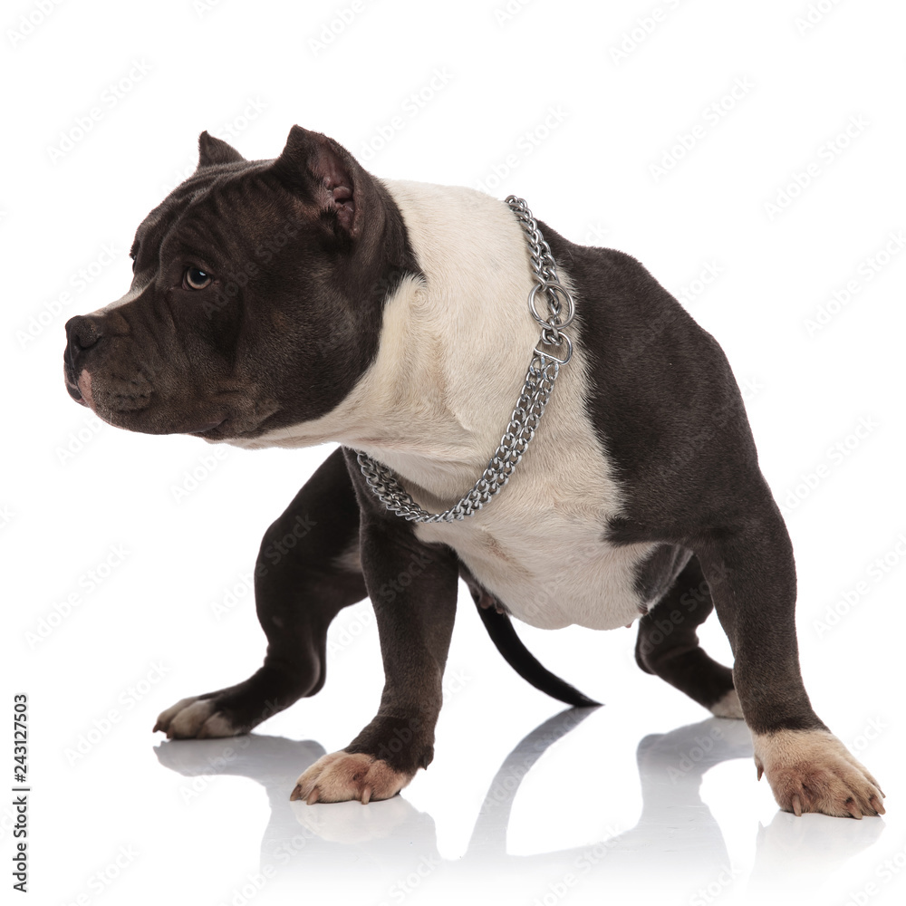 curious american bully wearing collar stands and looks to side