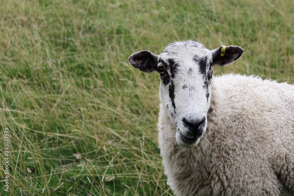Sheep in side of photo in field of grass Sheep in side of photo in field of grass
