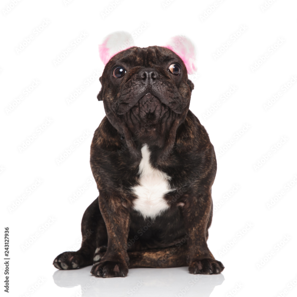 cute french bulldog wearing pink ears headband looks to side cute french bulldog wearing pink ears headband looks to side