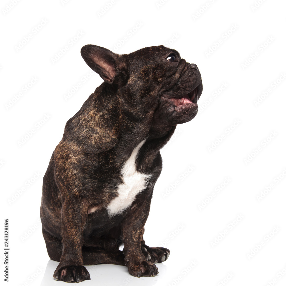 seated french bulldog panting and looking to side