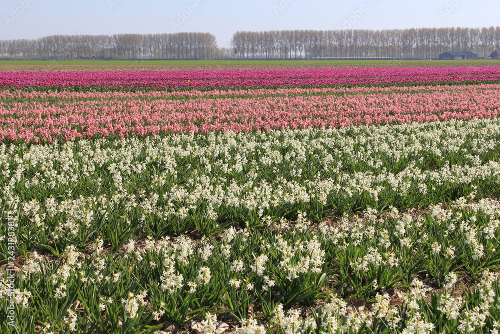 a large field with blooming white, pink and purple hyacinth plants in holland in spring