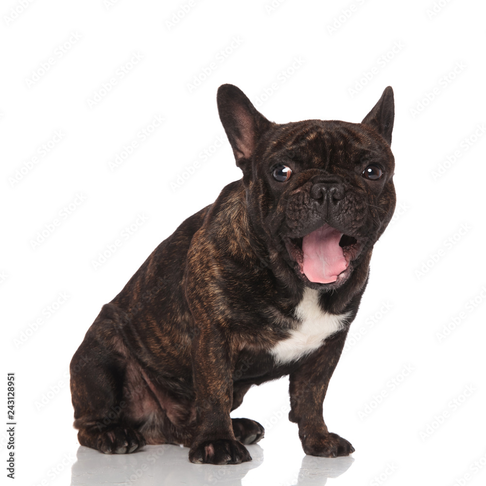curious and adorable french bulldog panting and sitting
