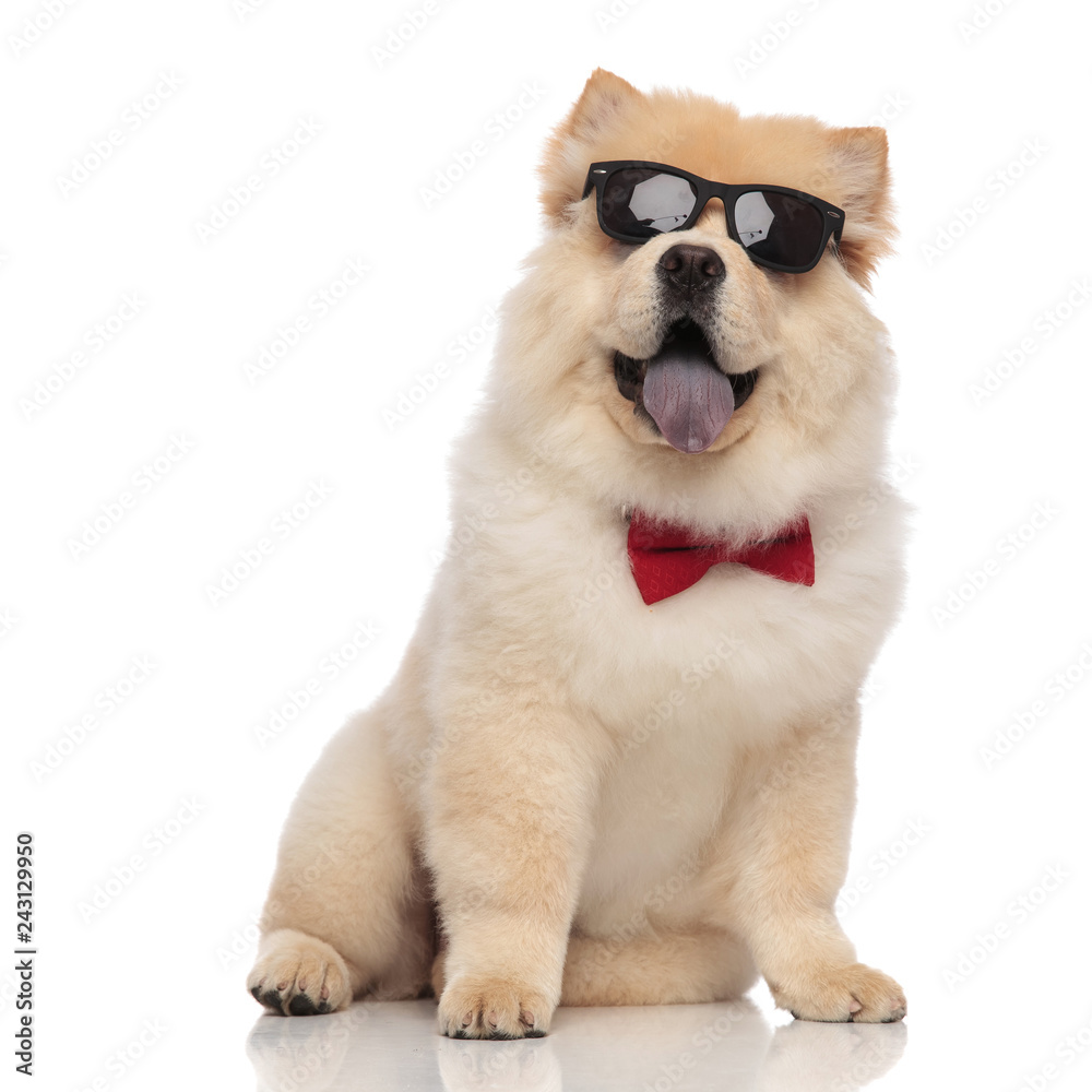 cute chow chow wearing sunglasses and red bowtie sitting