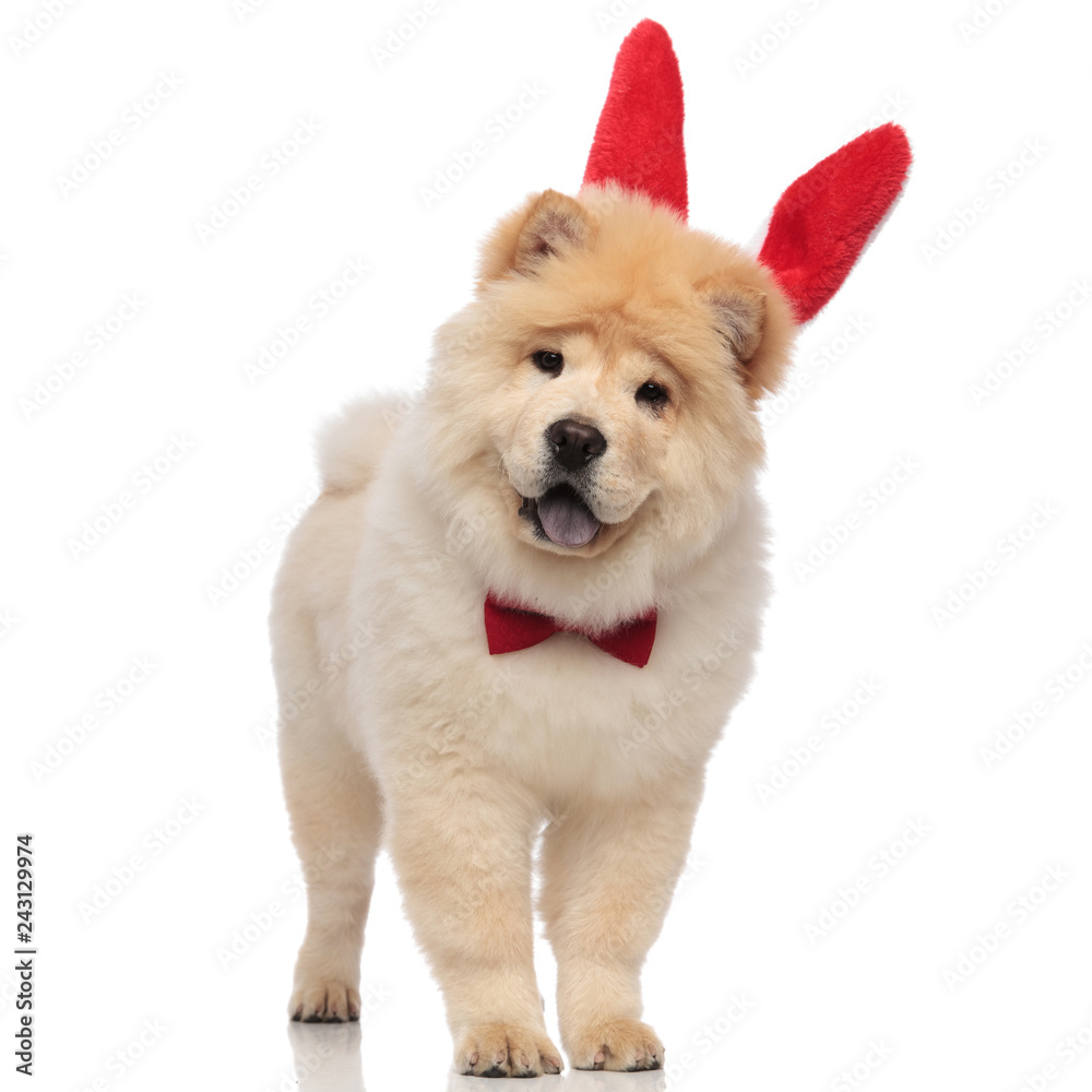excited chow chow wearing red bowtie and rabbit ears excited chow chow wearing red bowtie and rabbit ears