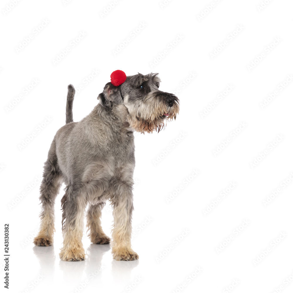 furry grey schnauzer wearing red earmuffs looks to side