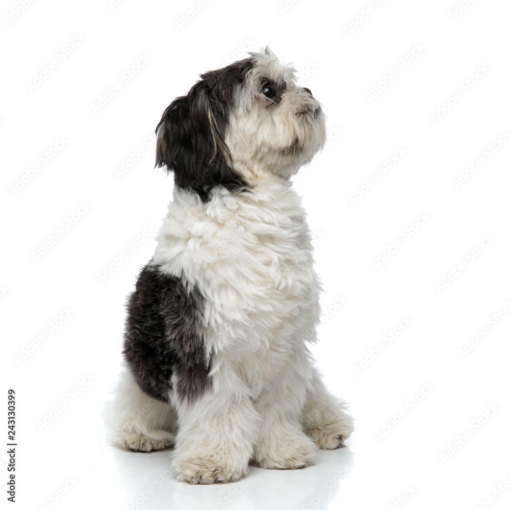 cute shih tzu sitting and looking up to side