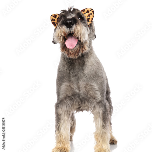 excited schnauzer with animal print headband looks up to side