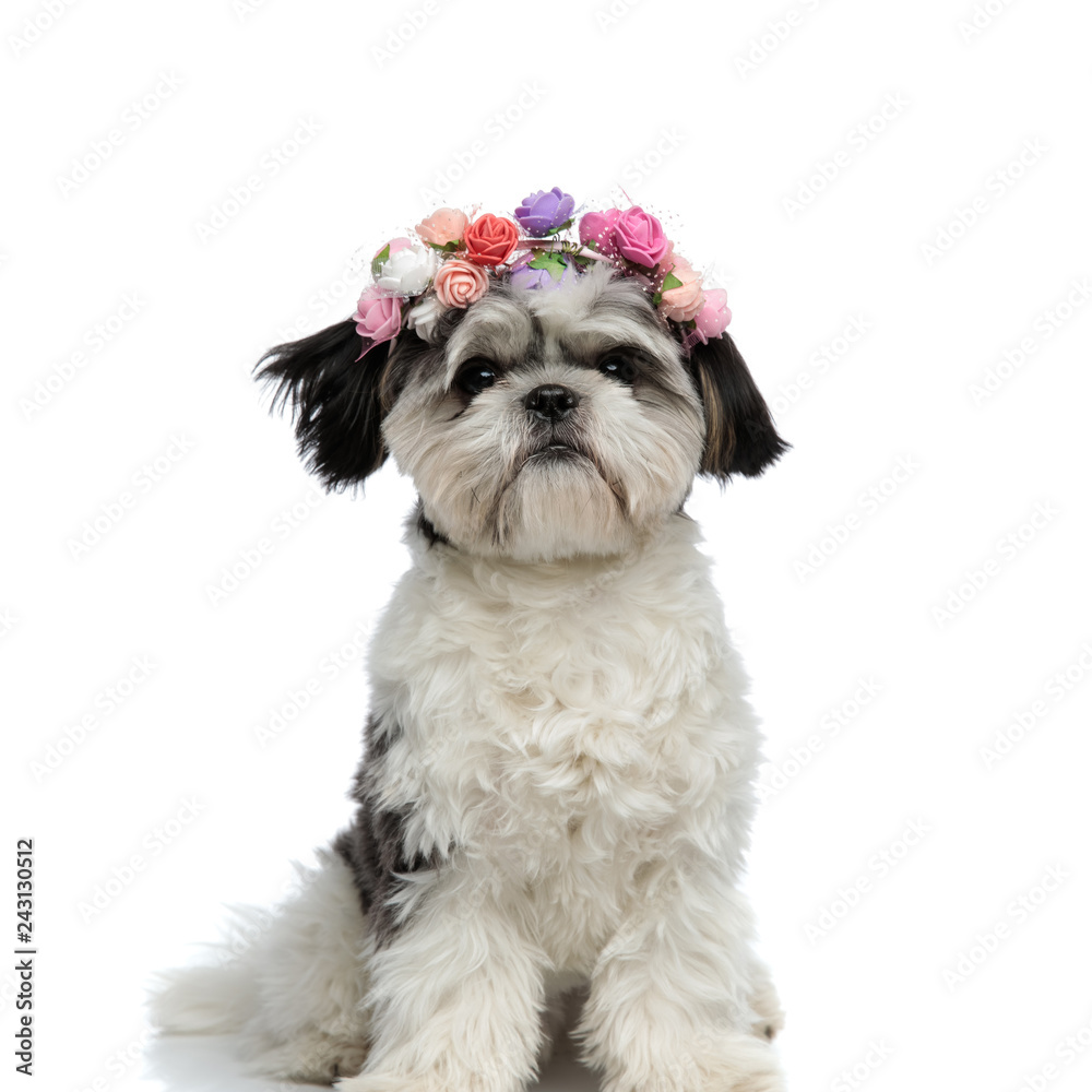 cute shih tzu puppy wearing flowers headband cute shih tzu puppy wearing flowers headband