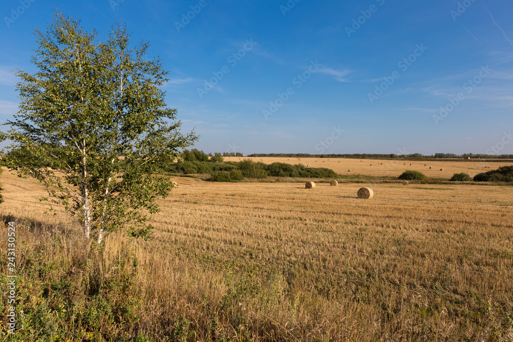 Young birch on the edge of a mown field with rolls of hay on a clear day.