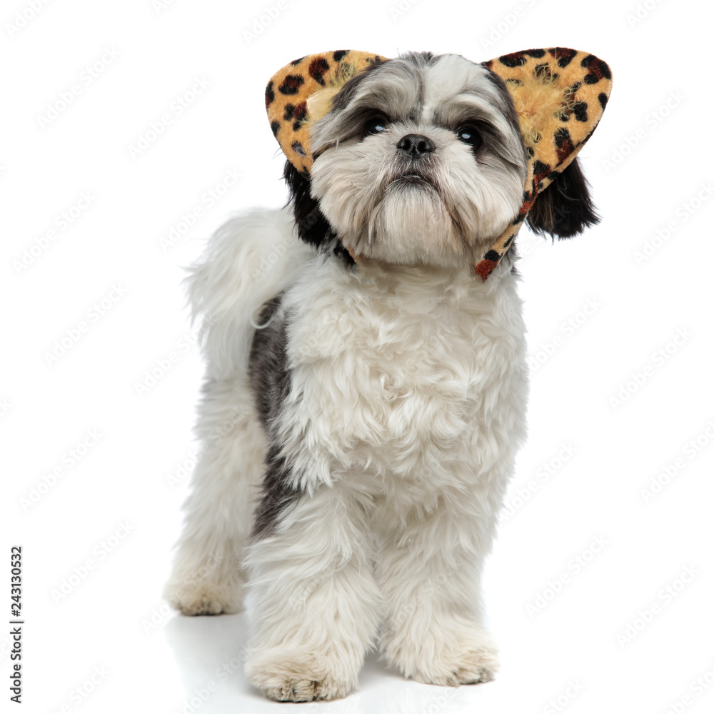 curious shih tzu with animal print ears looks up curious shih tzu with animal print ears looks up