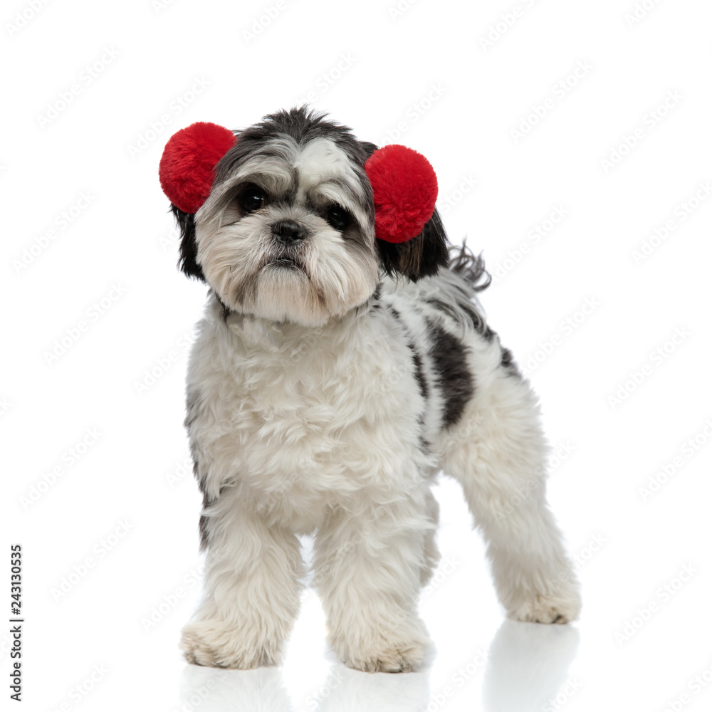 furry shih tzu wears red earmuffs and looks to side furry shih tzu wears red earmuffs and looks to side