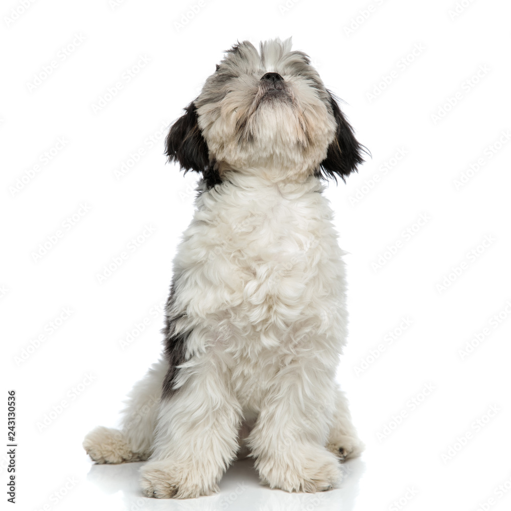 furry black and white shih tzu sits and looks up furry black and white shih tzu sits and looks up