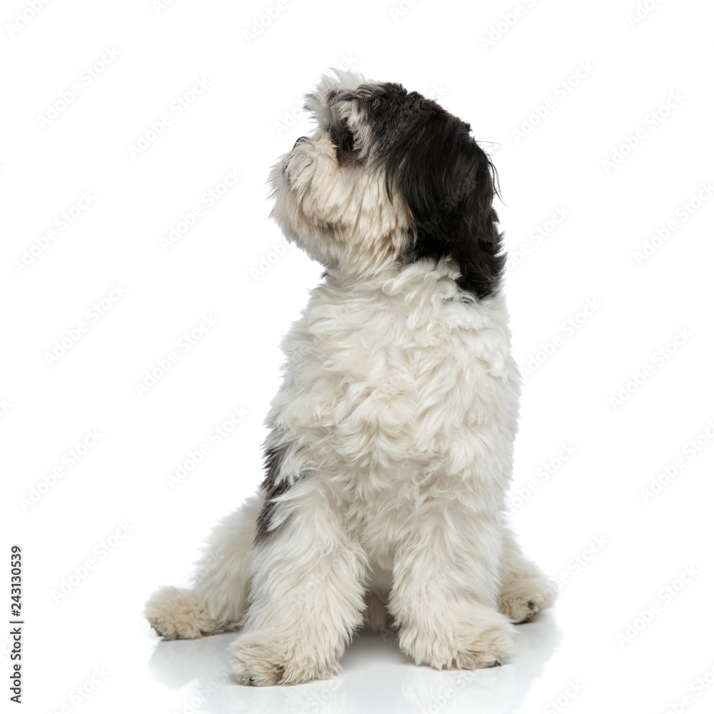 curious shih tzu sitting looks up to side curious shih tzu sitting looks up to side