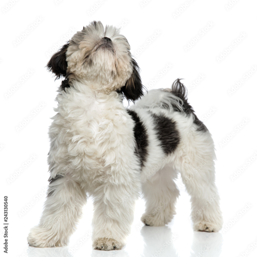 adorable furry shih tzu standing and looking up adorable furry shih tzu standing and looking up