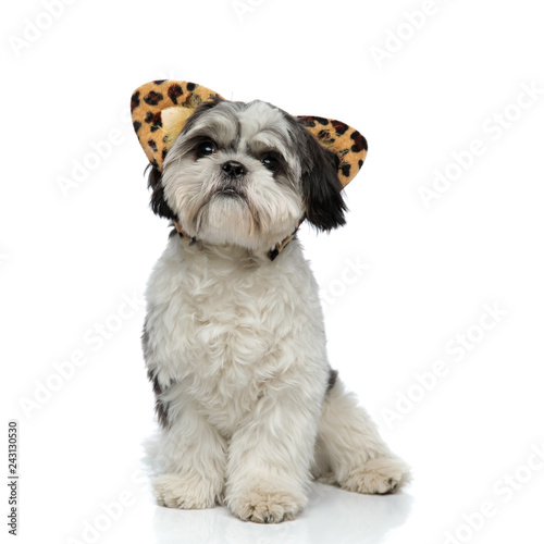cute shih tzu wearing animal print ears headband looks up