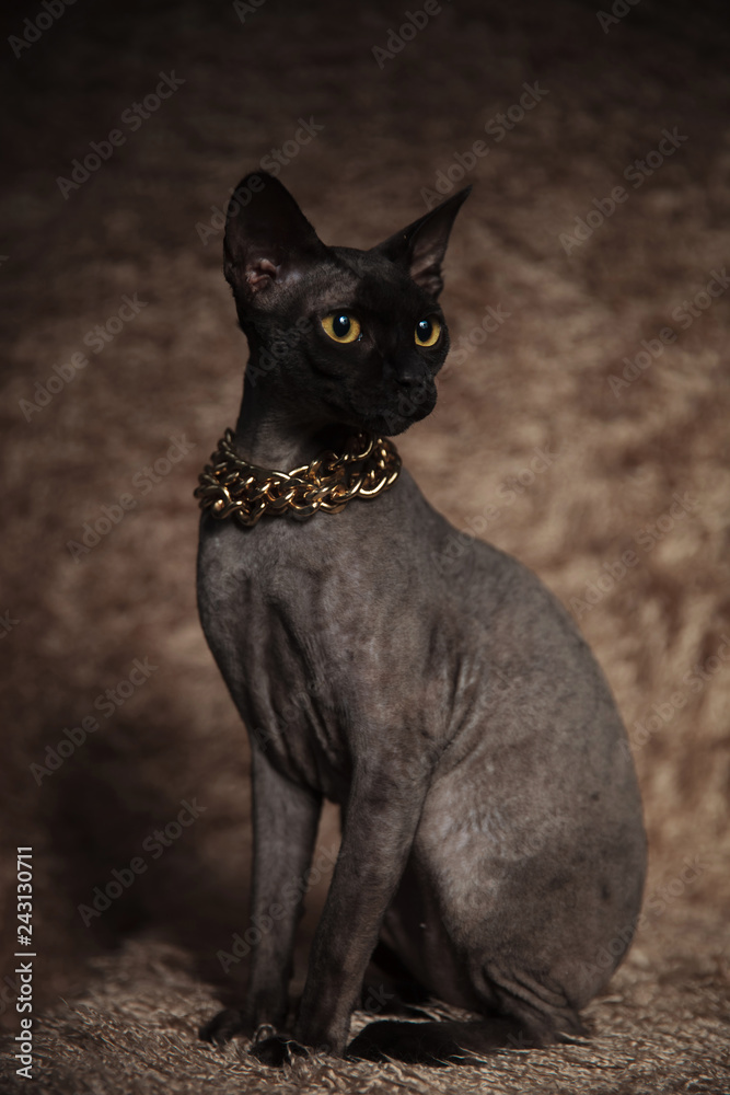curious grey metis cat wearing golden chain looks to side