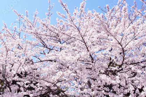 桜 © 信二 杉本