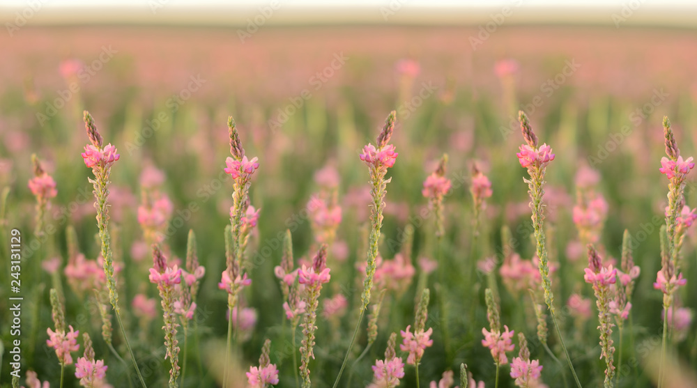 Spring or summer field with pink flowers Spring or summer field with pink flowers