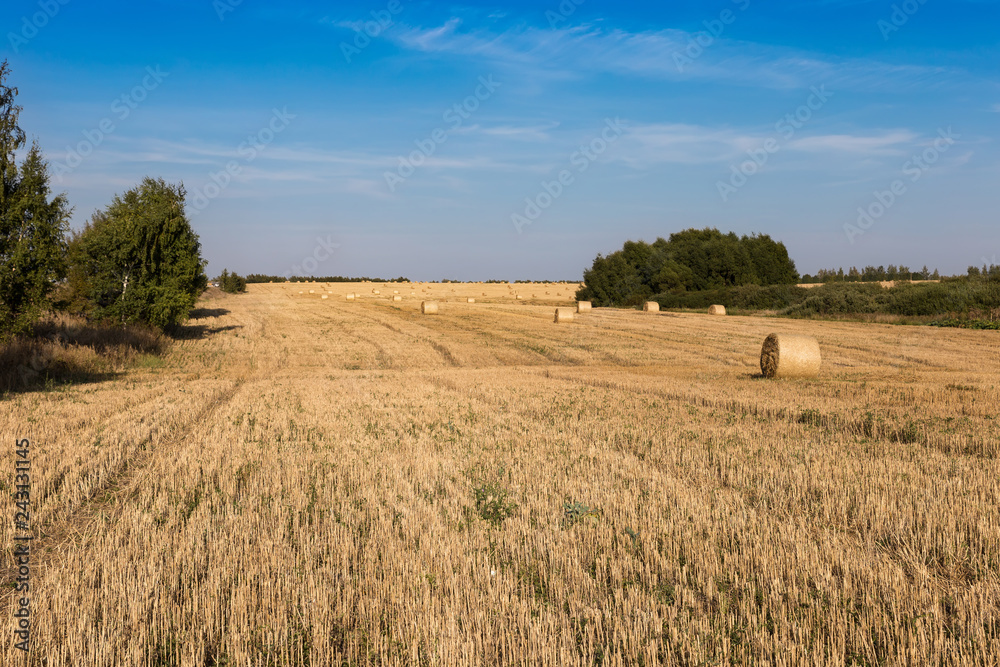 A strip of mown field with rolls of hay, extending into a perspective towards the horizon.