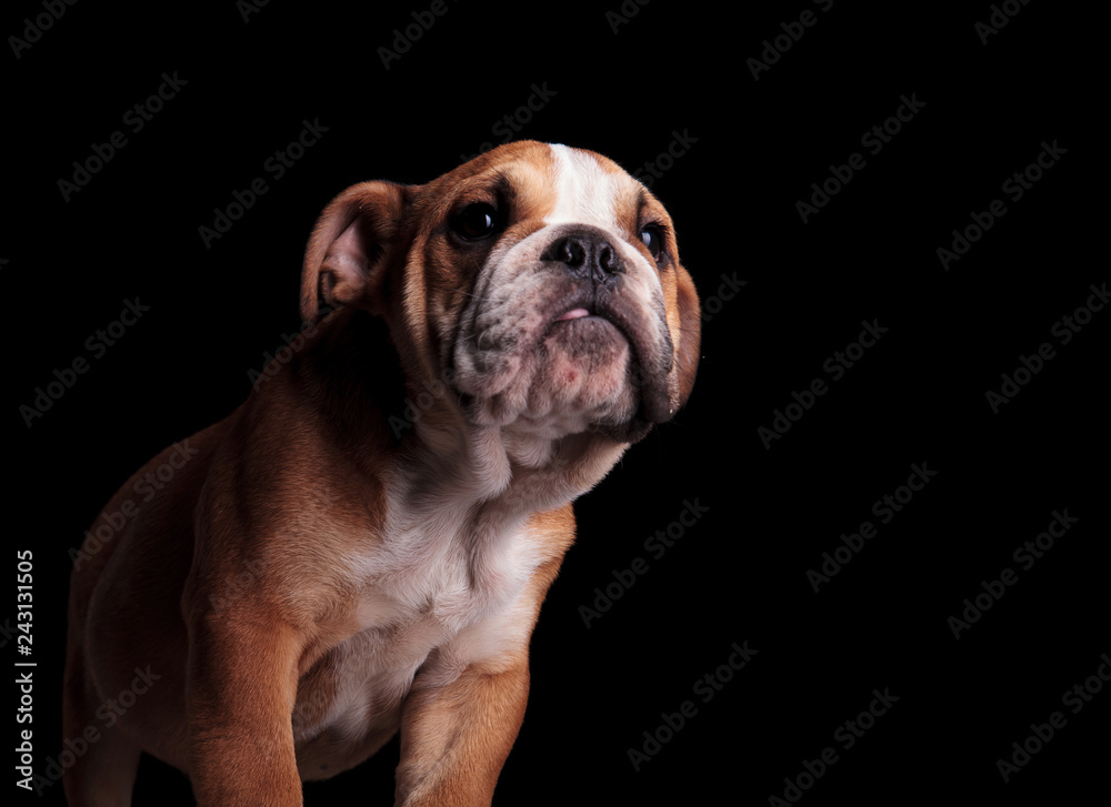 close up of curious english bulldog with tongue exposed