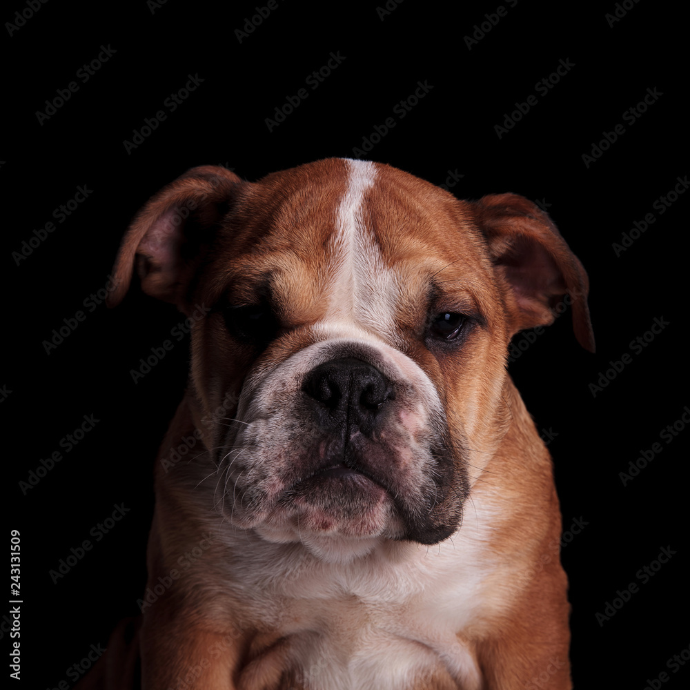 head of curious brown and white english bulldog looking down