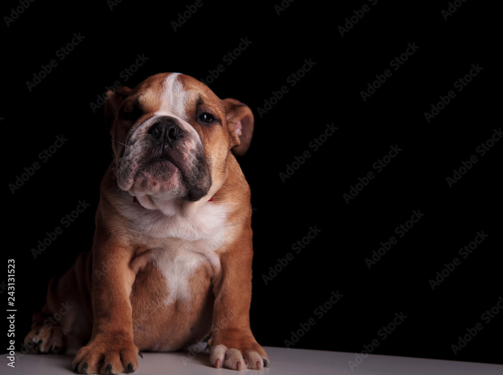 stylish english bulldog sitting on grey table