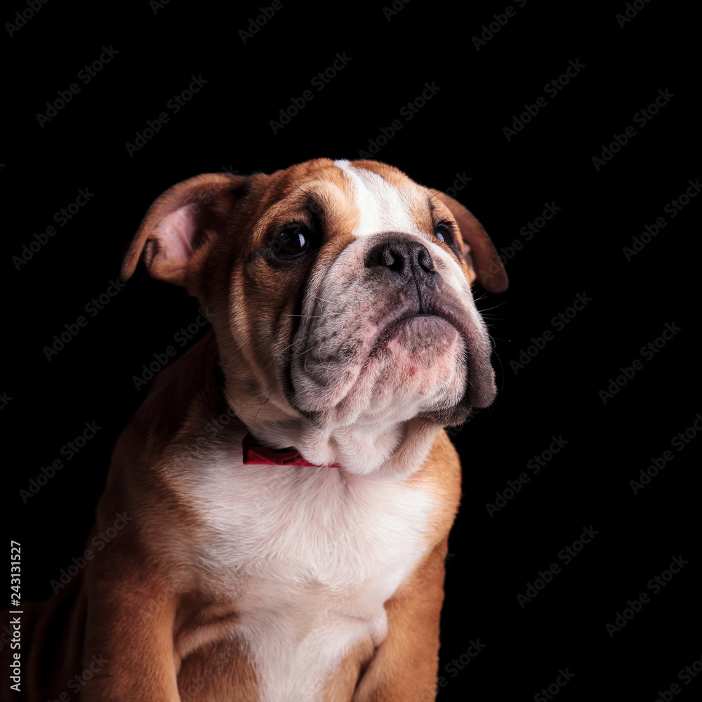 close up of curious english bulldog looking up to side