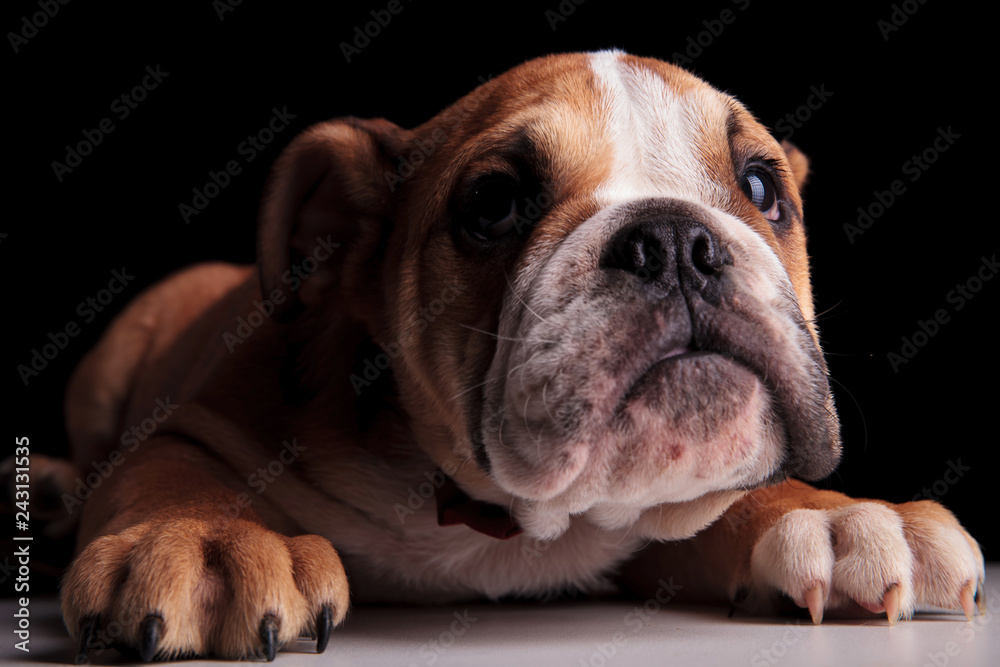 cute gentleman english bulldog lying and looking up