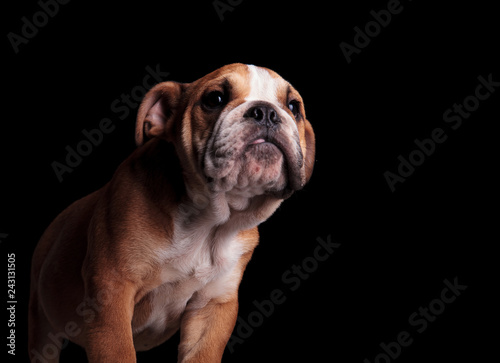 close up of curious english bulldog with tongue exposed