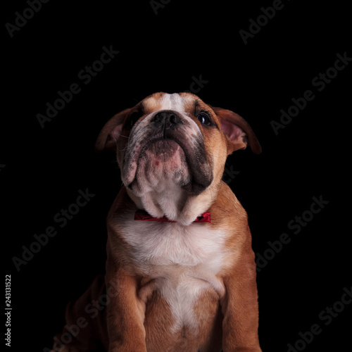 close up of curious english bulldog wearing red bowtie