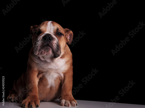 stylish english bulldog sitting on grey table
