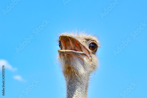 Portrait of an ostrich against the blue sky close up