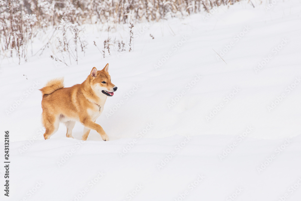 Brown pedigreed dog walking on the snowy field. Shiba inu