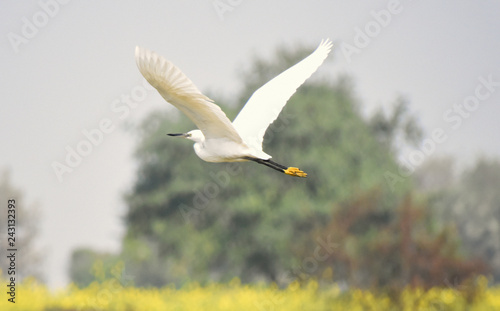 Cattle Egret flying