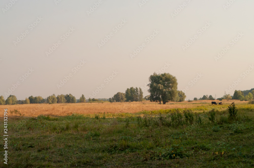 Obraz premium Early fall trees of green and yellow colors. Landscape