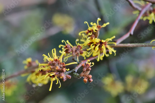 Hamamelis or witch hazel yellow blossom close up. Winter in Germany. Selected focus . © Keikona