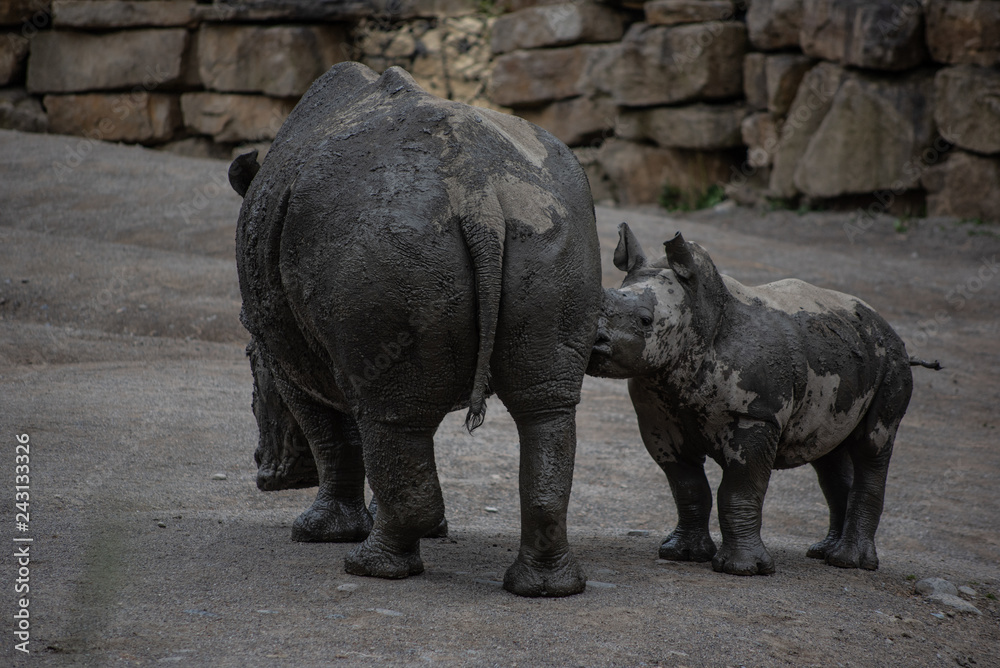 Naklejka premium rhinos in zoo