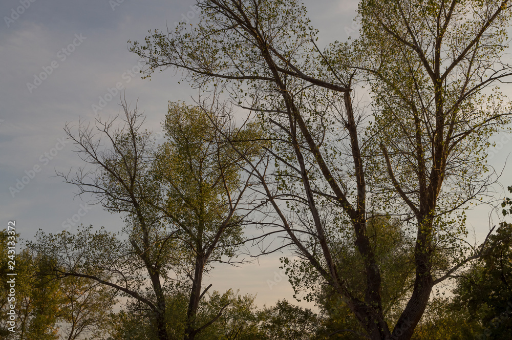 Early fall trees of green and yellow colors. Landscape Early fall trees of green and yellow colors. Landscape