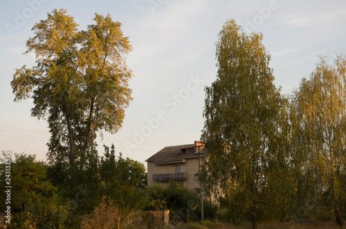 Early fall trees of green and yellow colors. Landscape