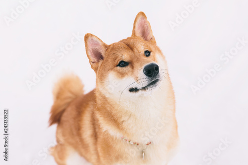 Brown pedigreed dog sitting in the snow on a field. Shiba inu
