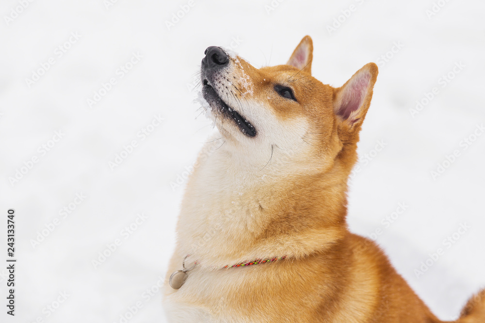 Brown pedigreed dog sitting in the snow on a field. Shiba inu