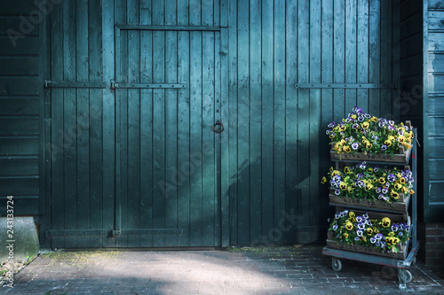 Three crates filled with beautiful flowering violets for a large green wooden barn door.