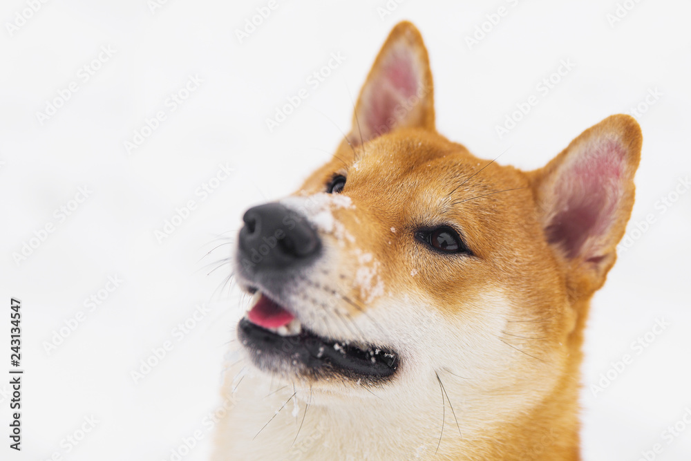 Portrait of beautiful borwn pedigreed dog. Shiba inu walking on the snowy field