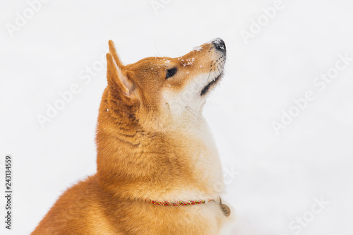 Portrait of beautiful borwn pedigreed dog. Shiba inu walking on the snowy field photo