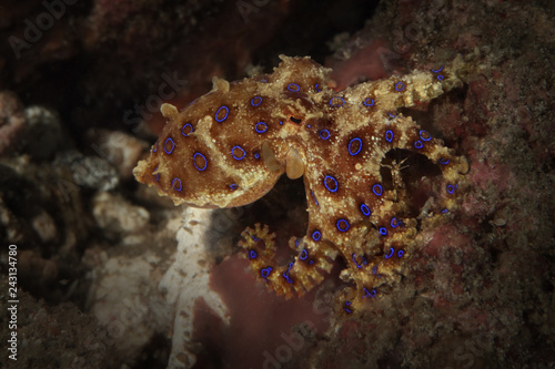 Bluering octopus  Hapalochlaena lunulata . Picture was taken in Lembeh strait  Indonesia
