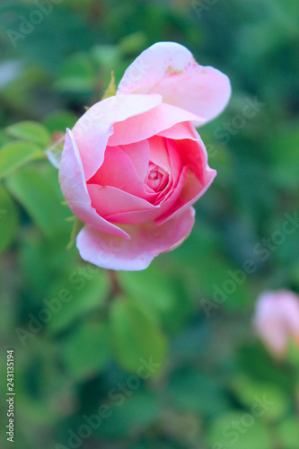 Beautiful Pink Rose Over Green Leaves Background. Beautiful Botanical Beauty Background.