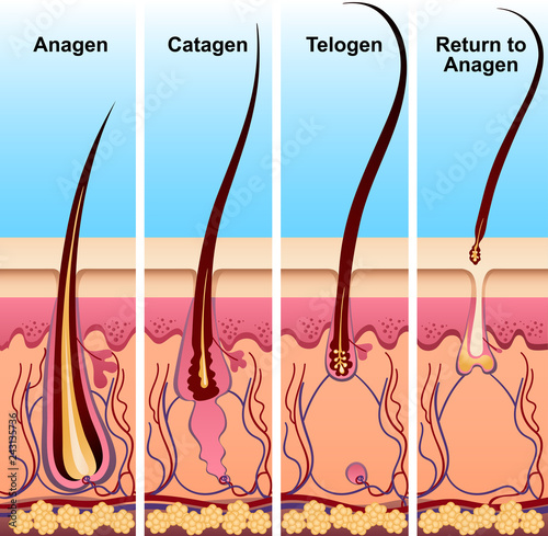 Four stages of the hair growth cycle