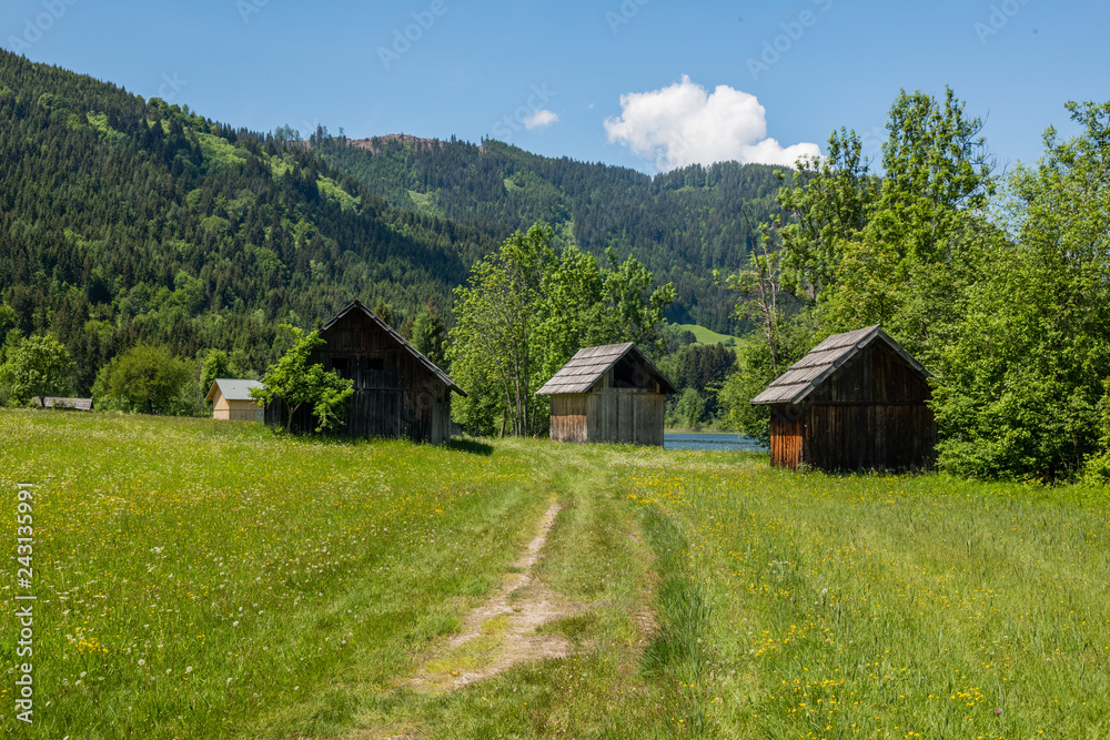 Sommerwiese mit Blumen